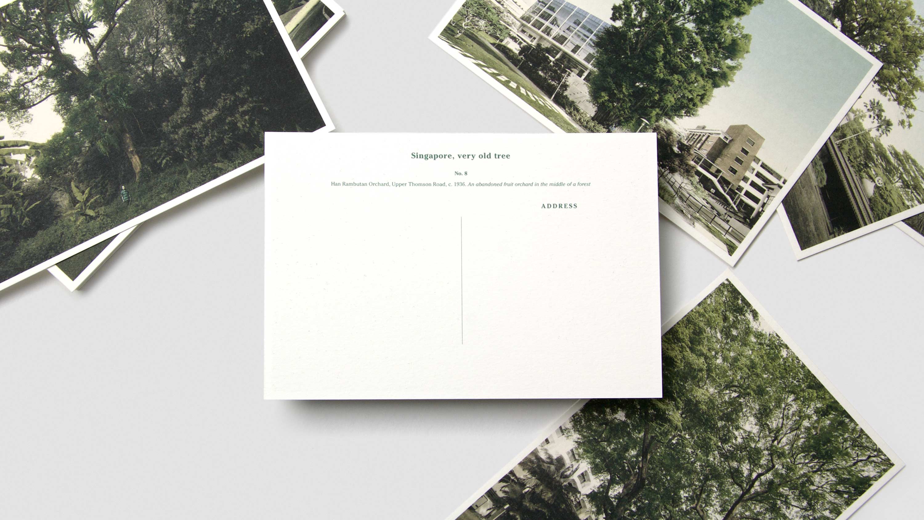 Singapore, very old tree