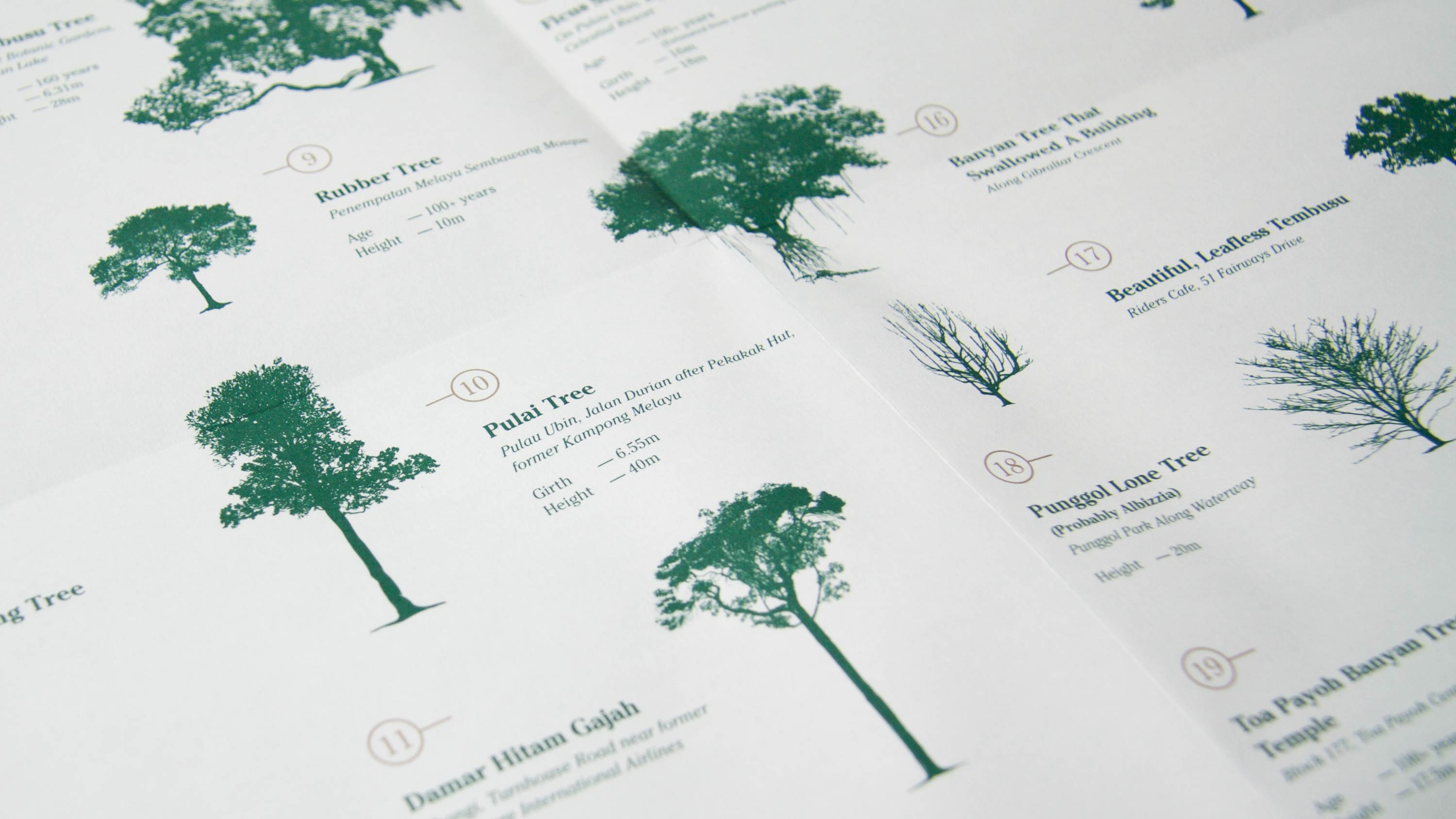 Singapore, very old tree